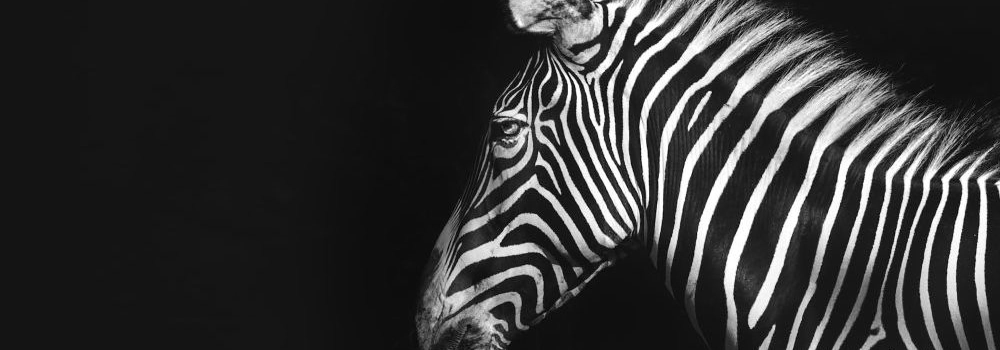 Rare Learn Zebra Home page image