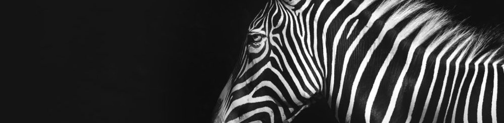 Rare Learn Zebra Home page image